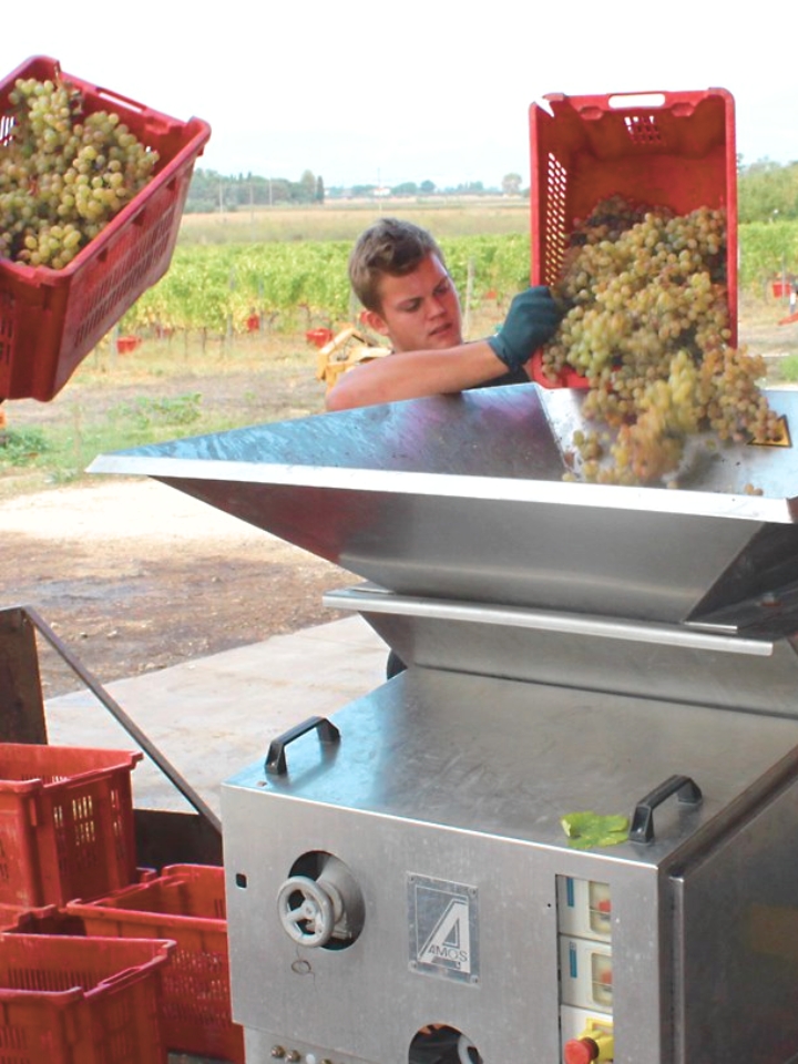grapes pouring into machine