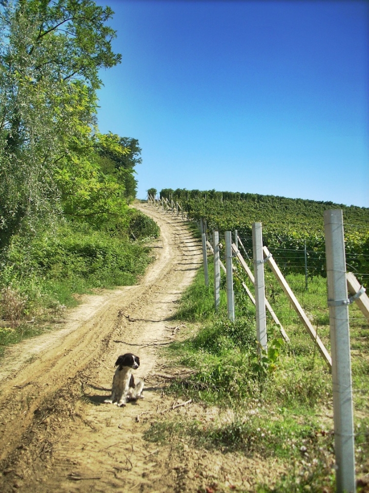 Wine road
