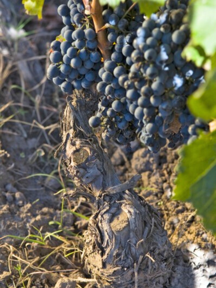 Argentine wine grapes<br />
