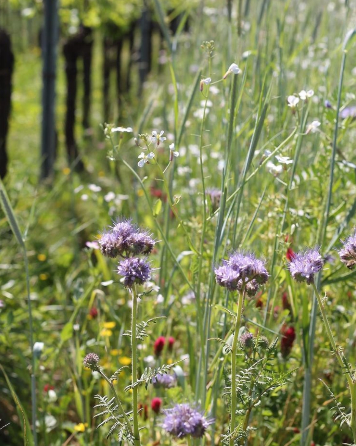 Flowers in Organic Biodynamic Sustainable Wine field