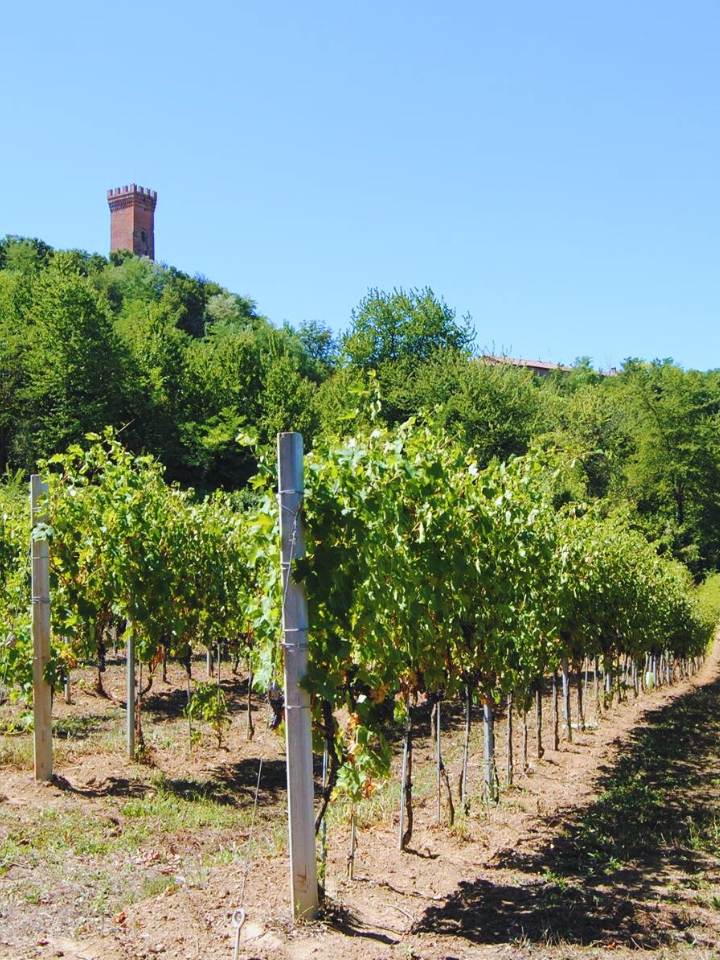 Italian castle vineyard