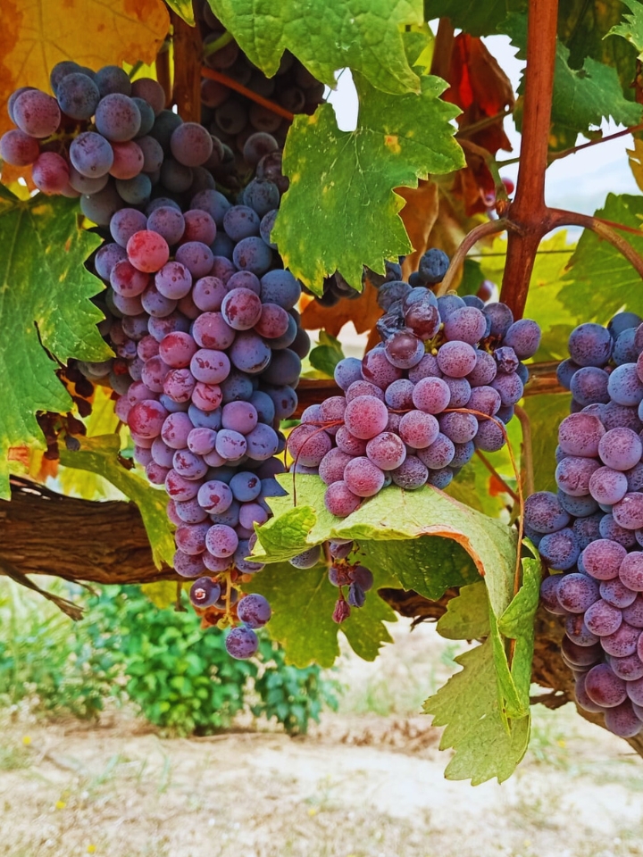 Italian wine grapes