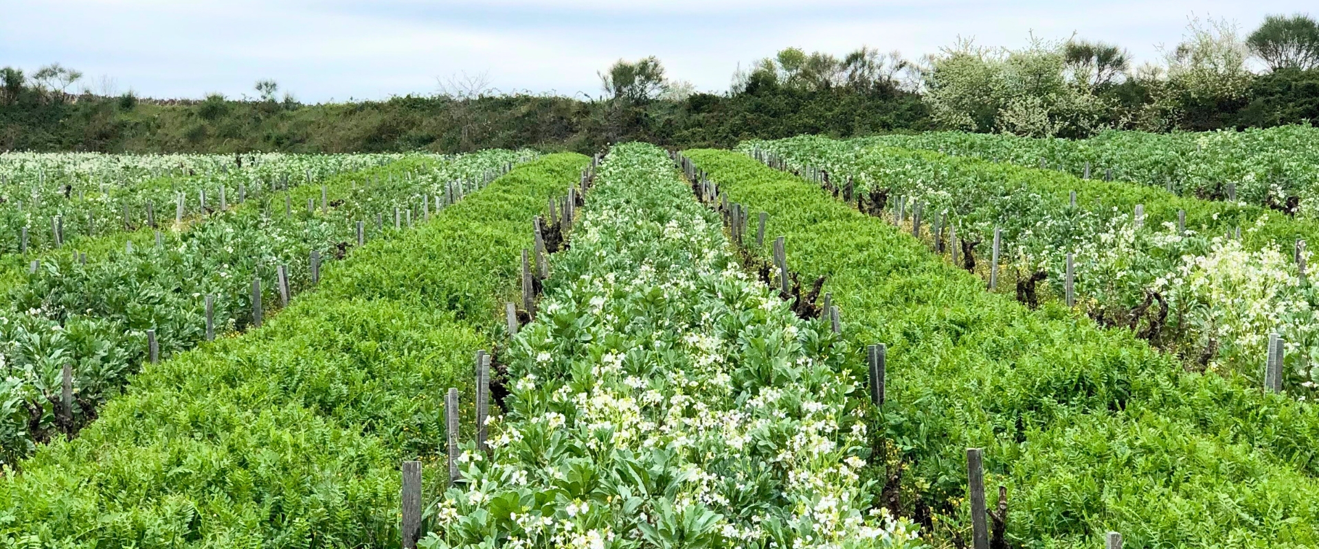 organic vineyard in Chateneuf du Pape France