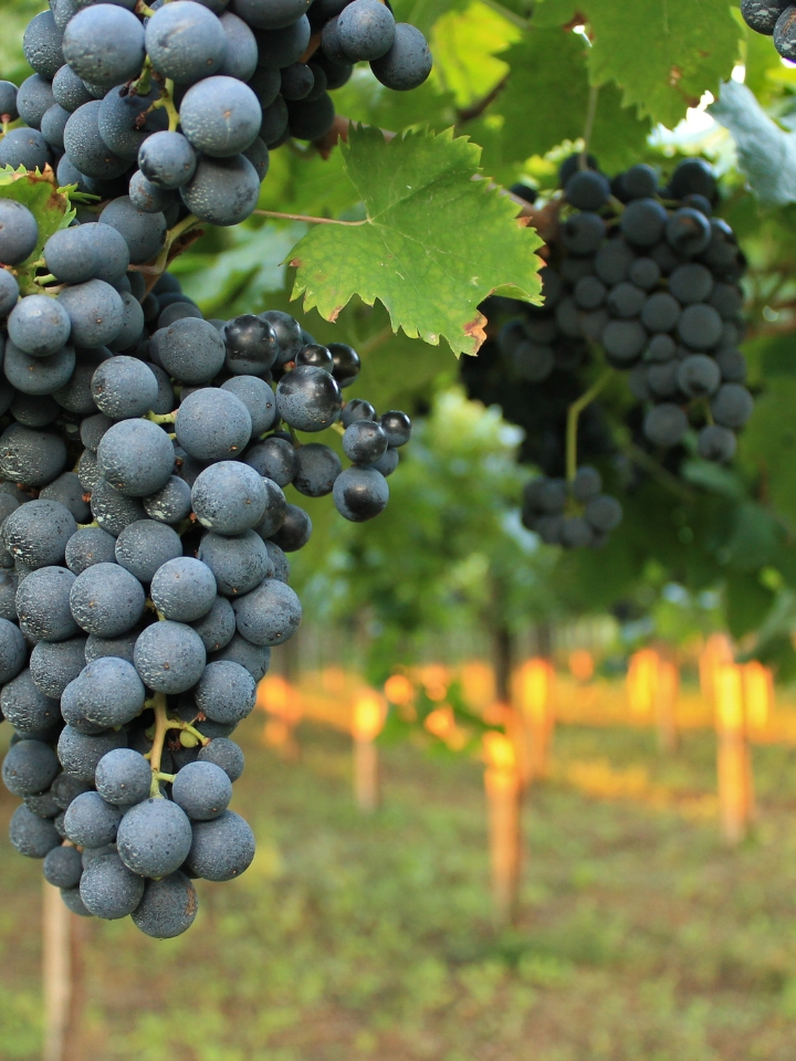 wine grapes imported by Uva Imports