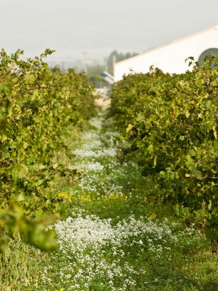Sicilian vineyard covercrops