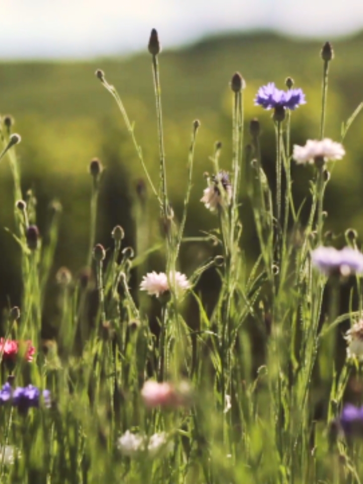 Biodynamic organic viticulture in France