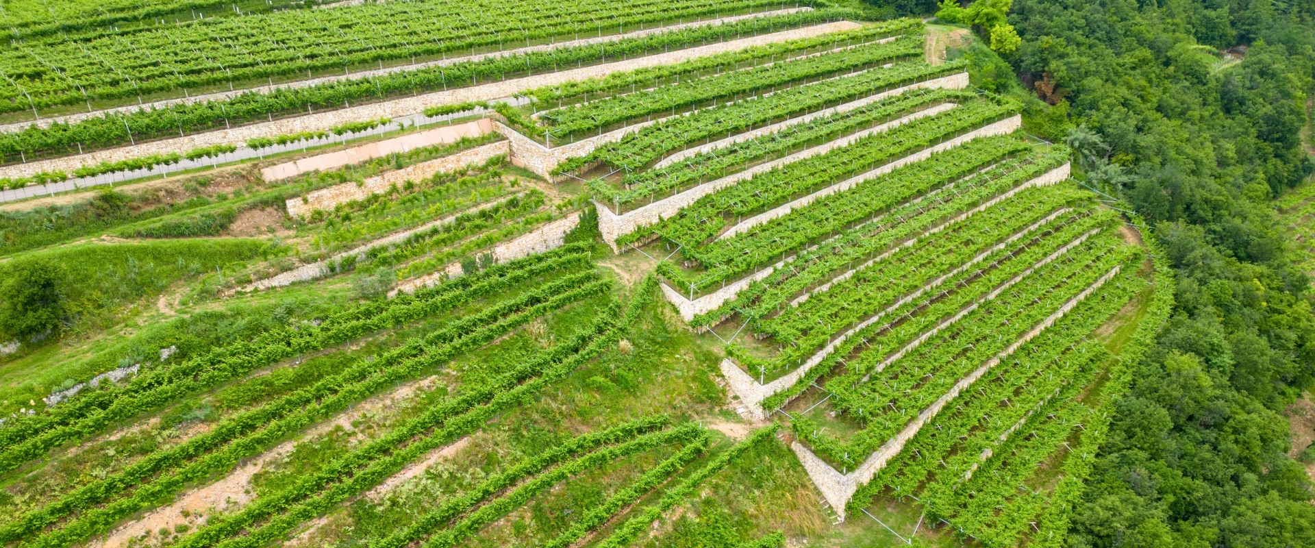 Terraced vineyard in Italy