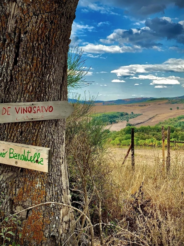 Natural wine fields