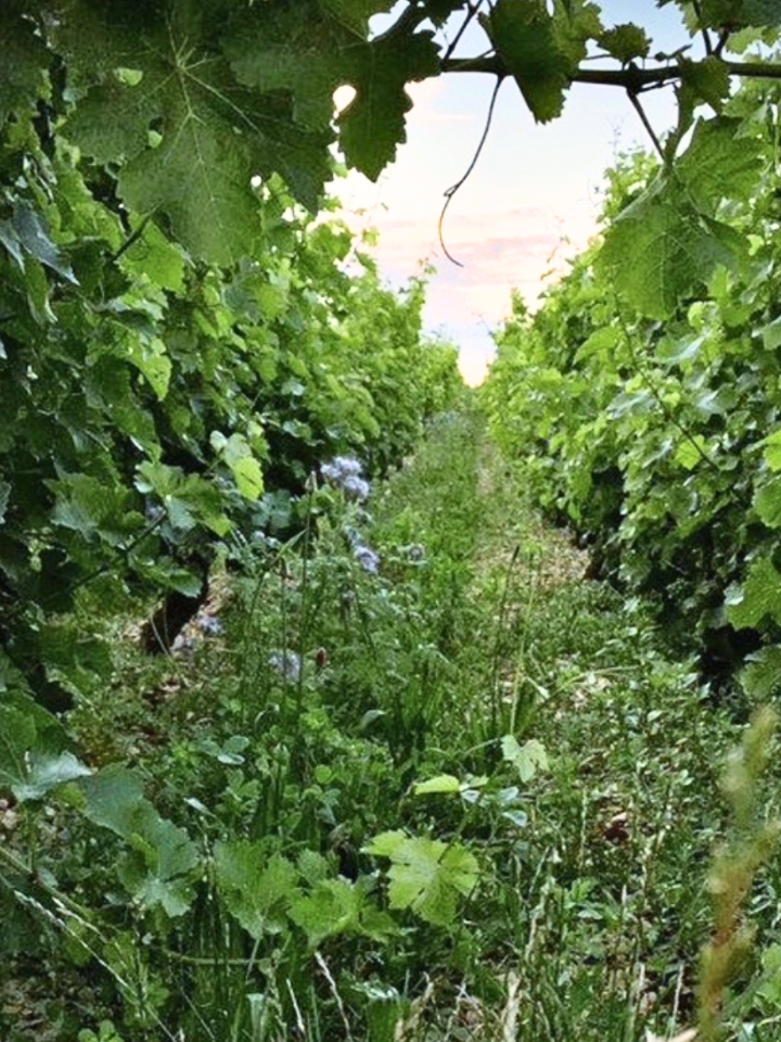 organic vineyard in Sancerre France