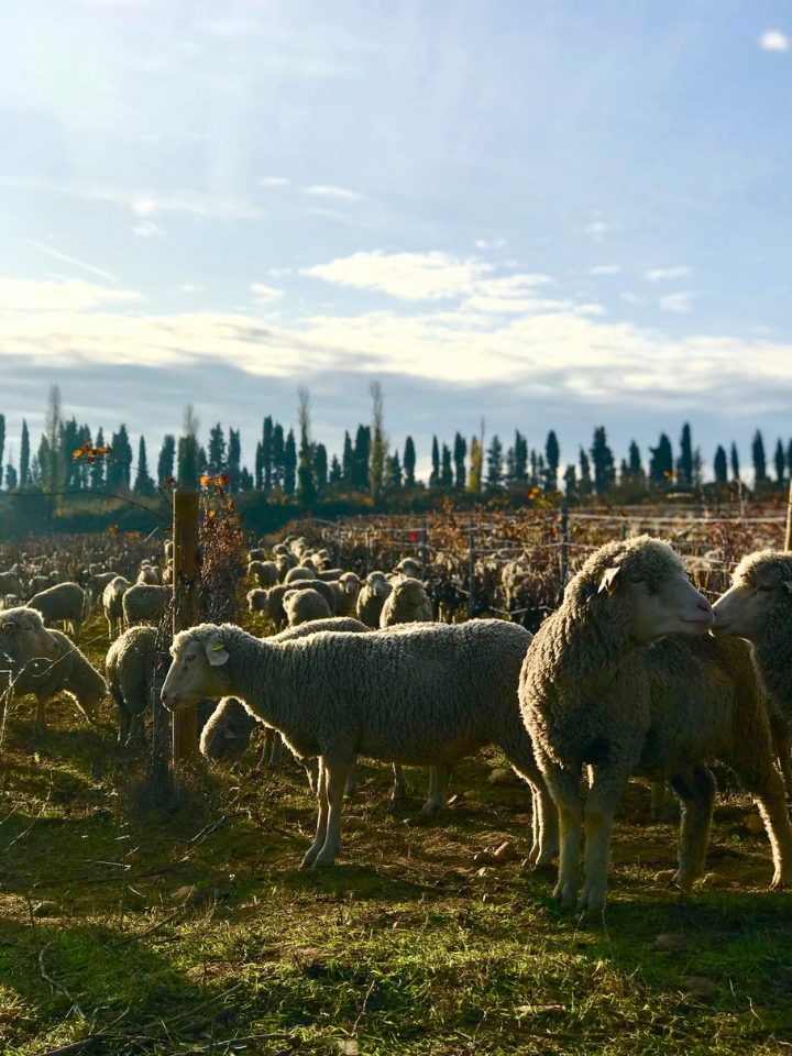 Organic vineyard with sheep
