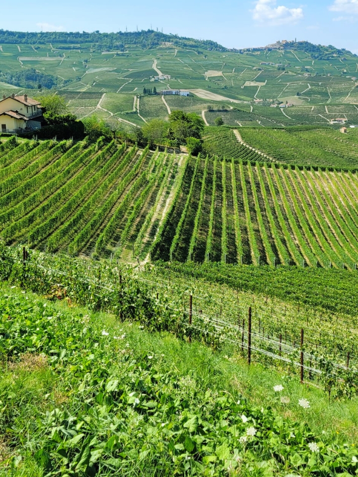 Vineyard in Piedmont Italy