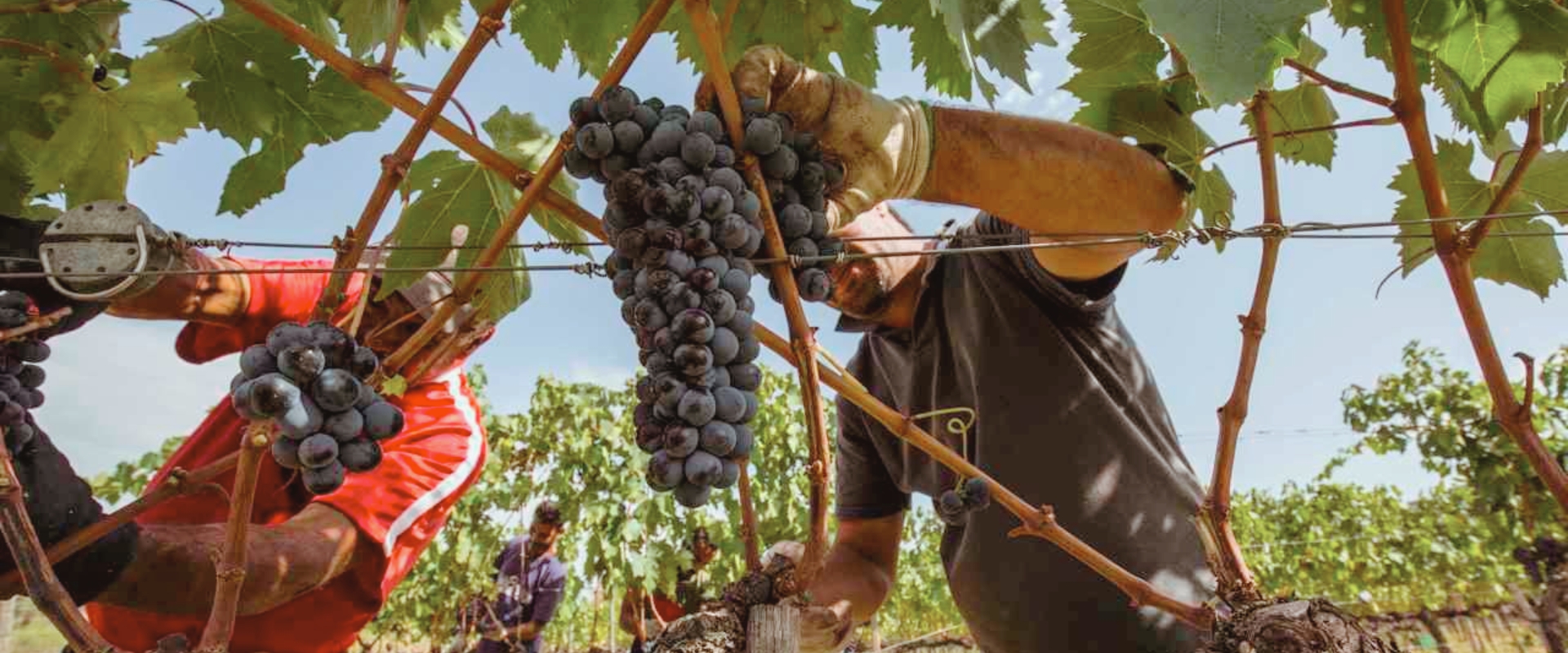 Workers pruning wine grapes in Tuscany