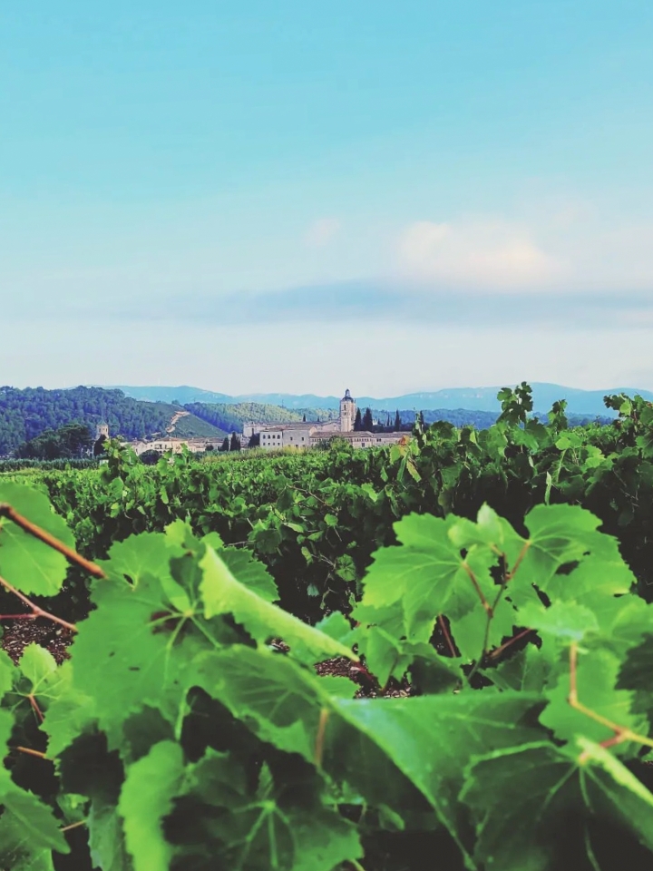Maninalto vineyard in France