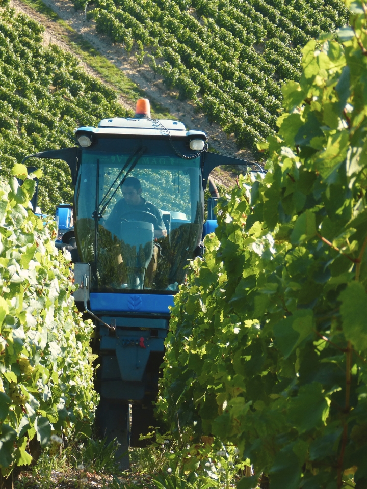 Mandeliere sustainable vineyard with tractor