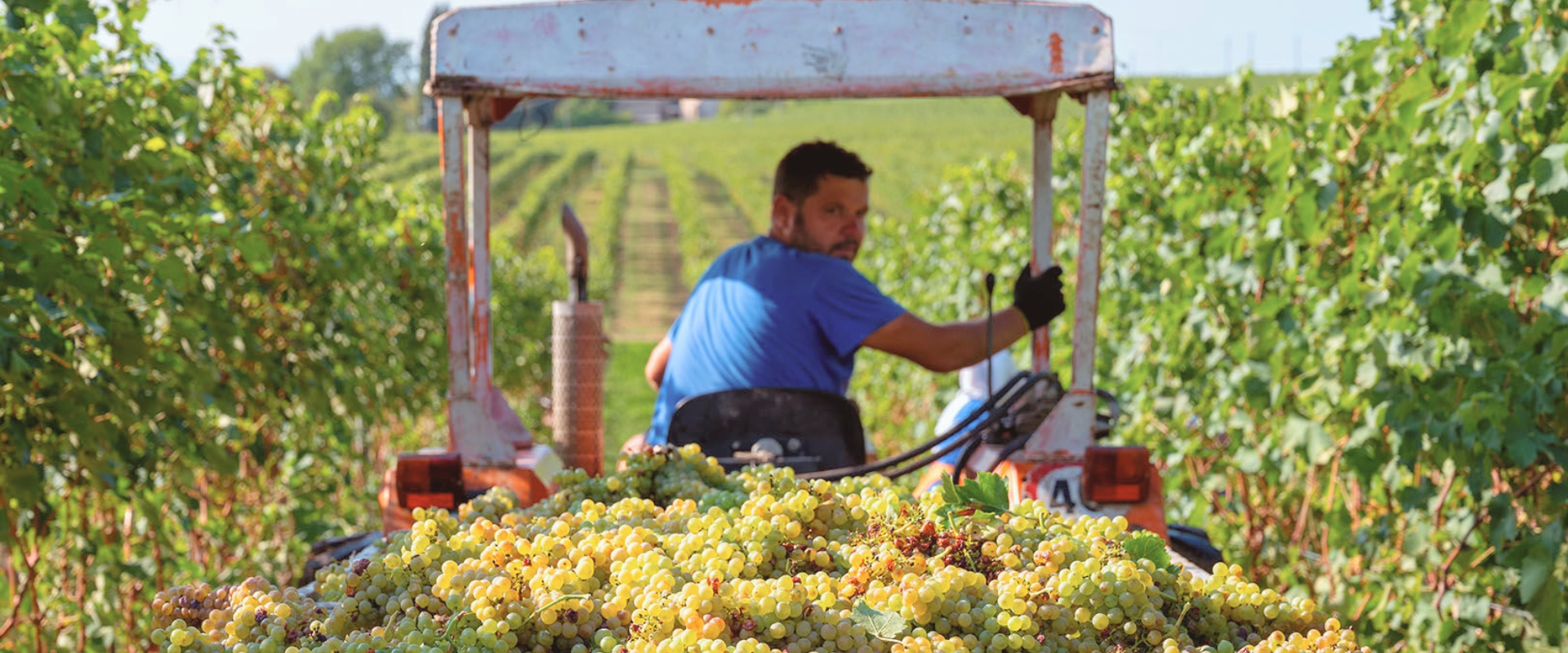 tractor harvesting grapes for organic wine