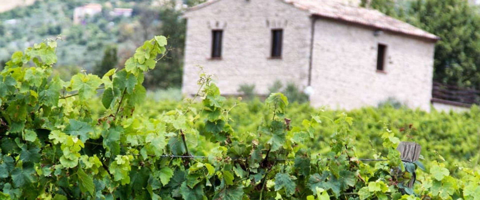 Pileum Vineyard in Italy