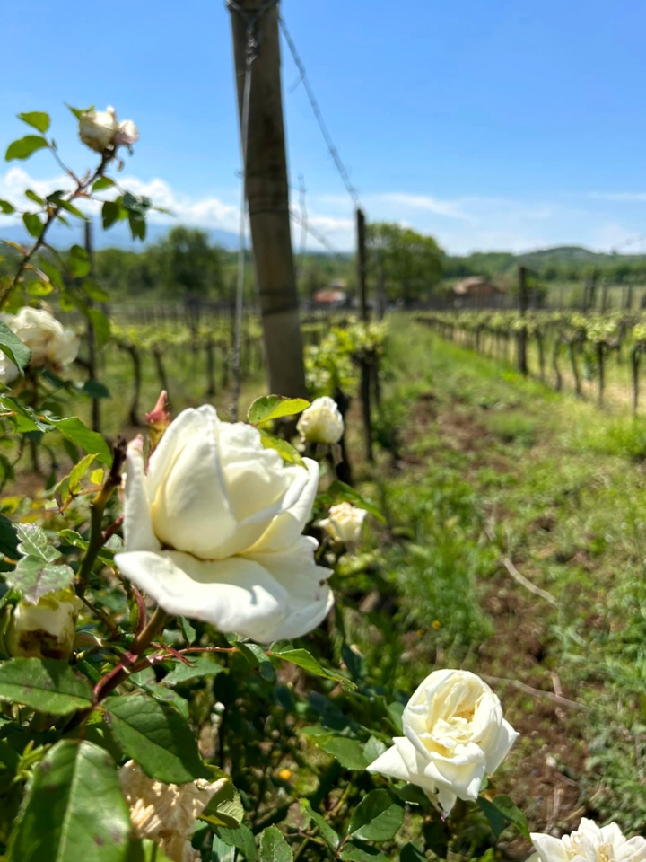 rose in organic vineyard