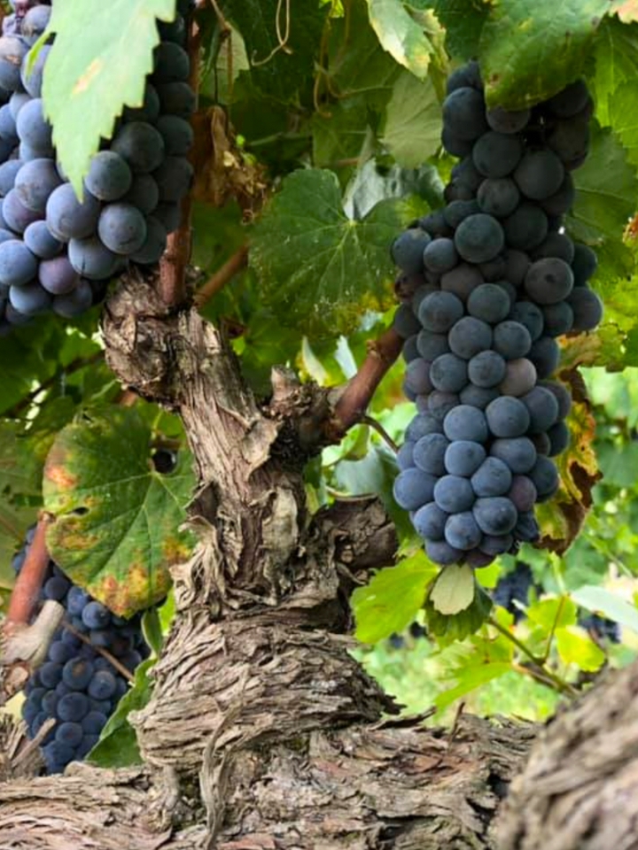 wine grapes