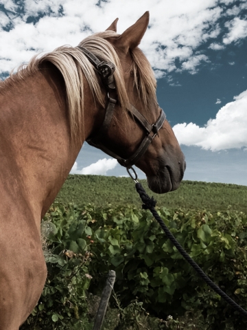 horse in vineyard