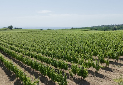 neat rows of grape vines at Louis Cheze vineyard.