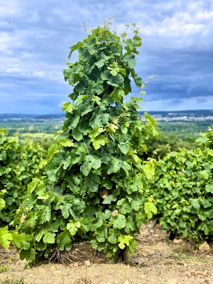Louis Cheze Gallery 1 Champagne vineyard