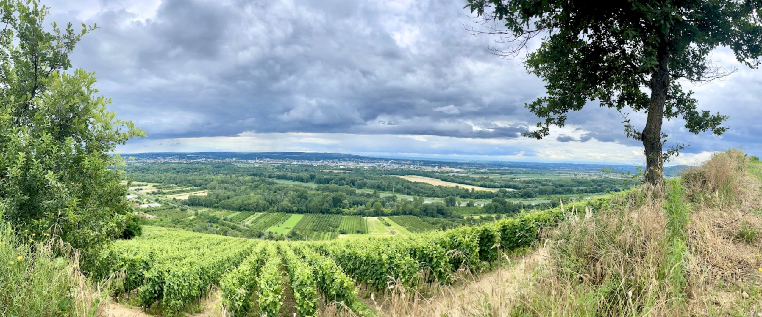 Louis Chèze - featured image wine producers imported by uva imports