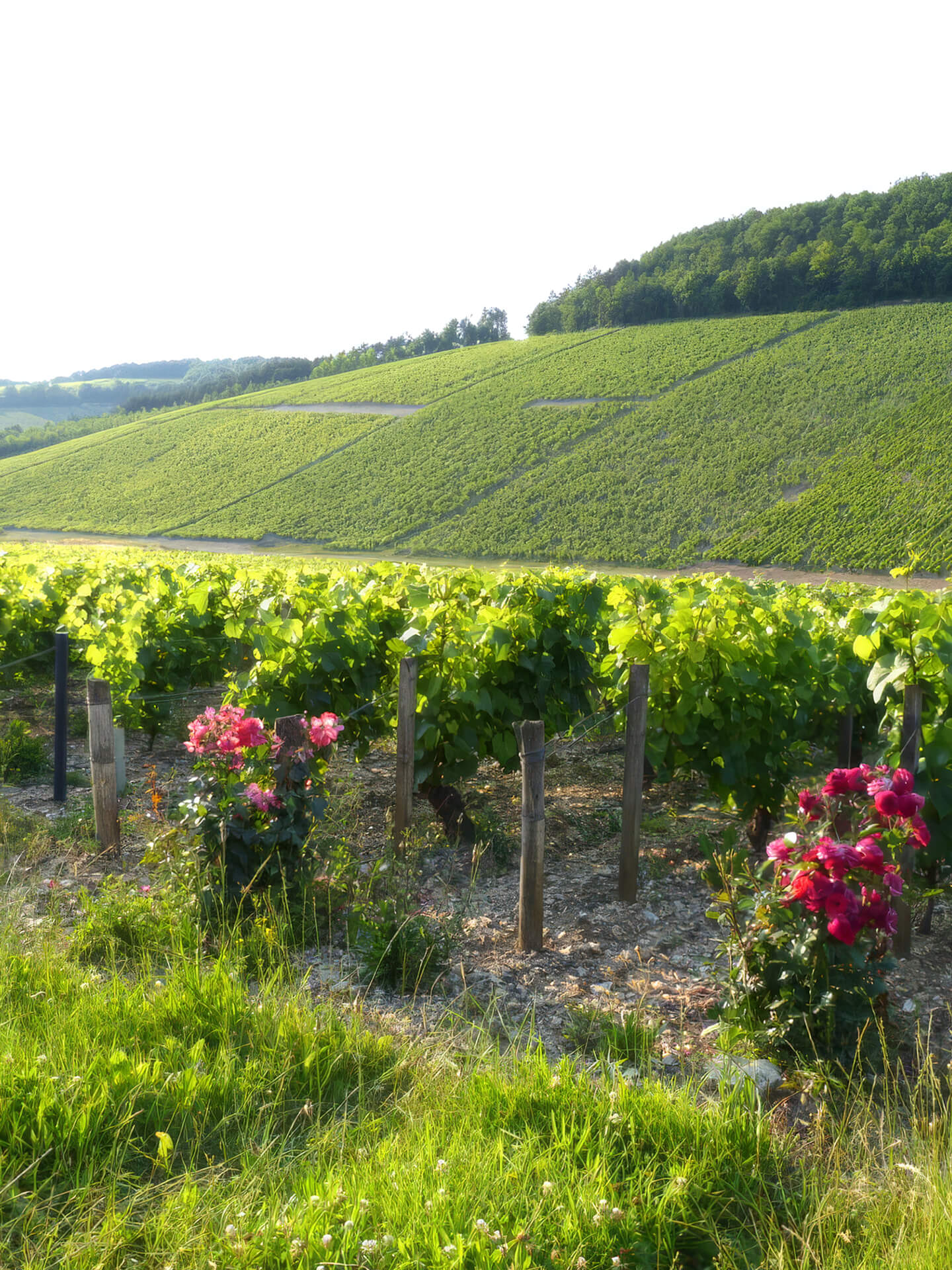 Mandeliere sustainable vineyard with tractor