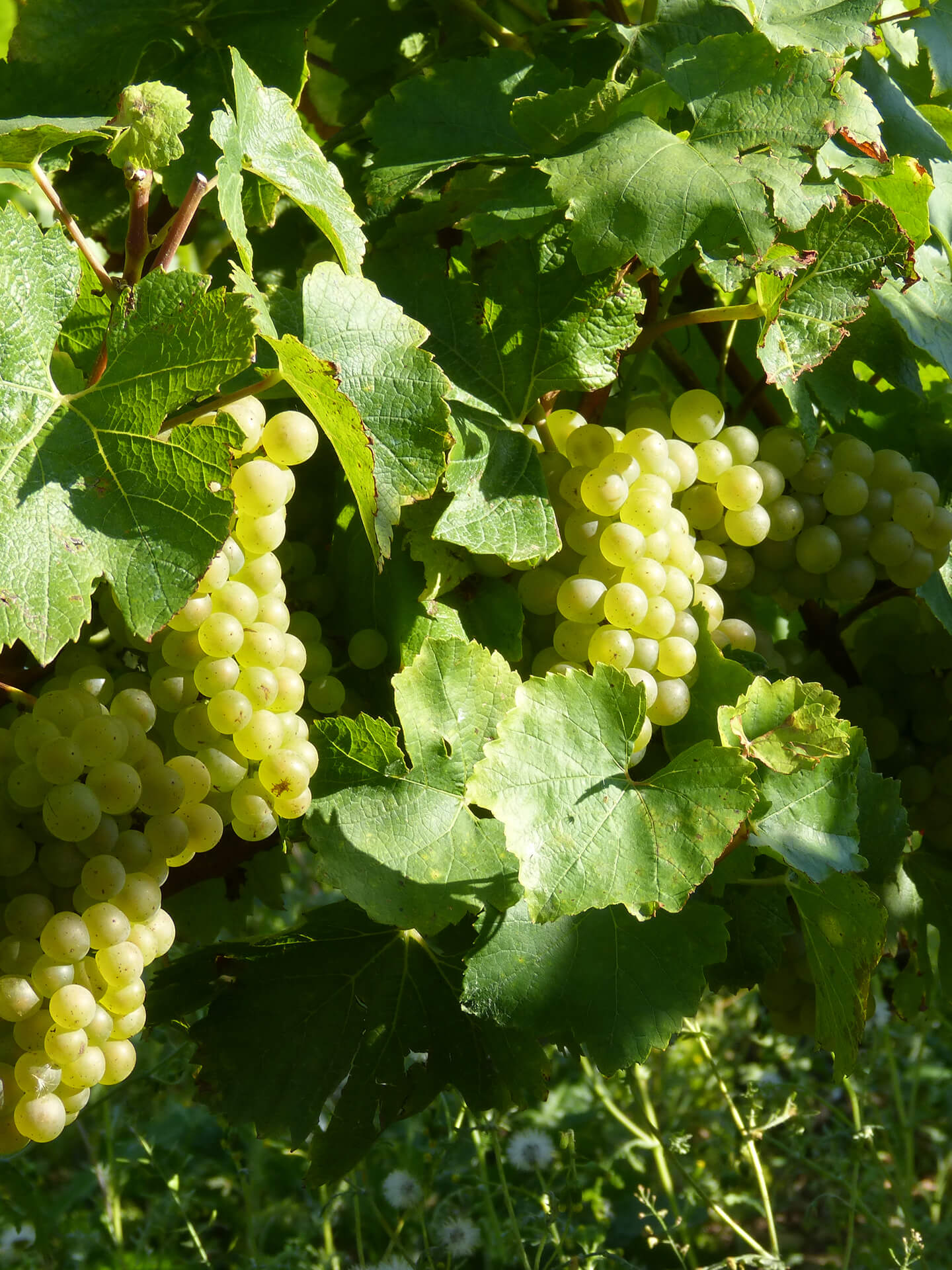 vineyard in France