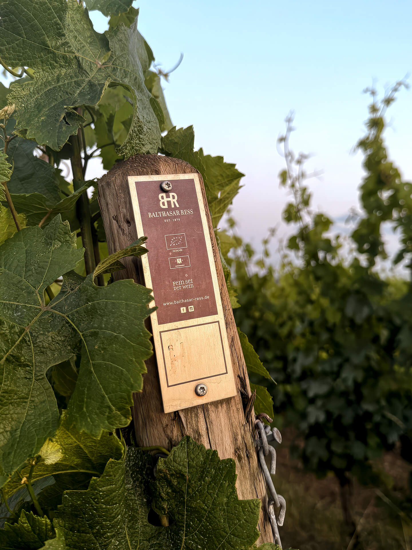 French winemakers imported by Uva Imports 
