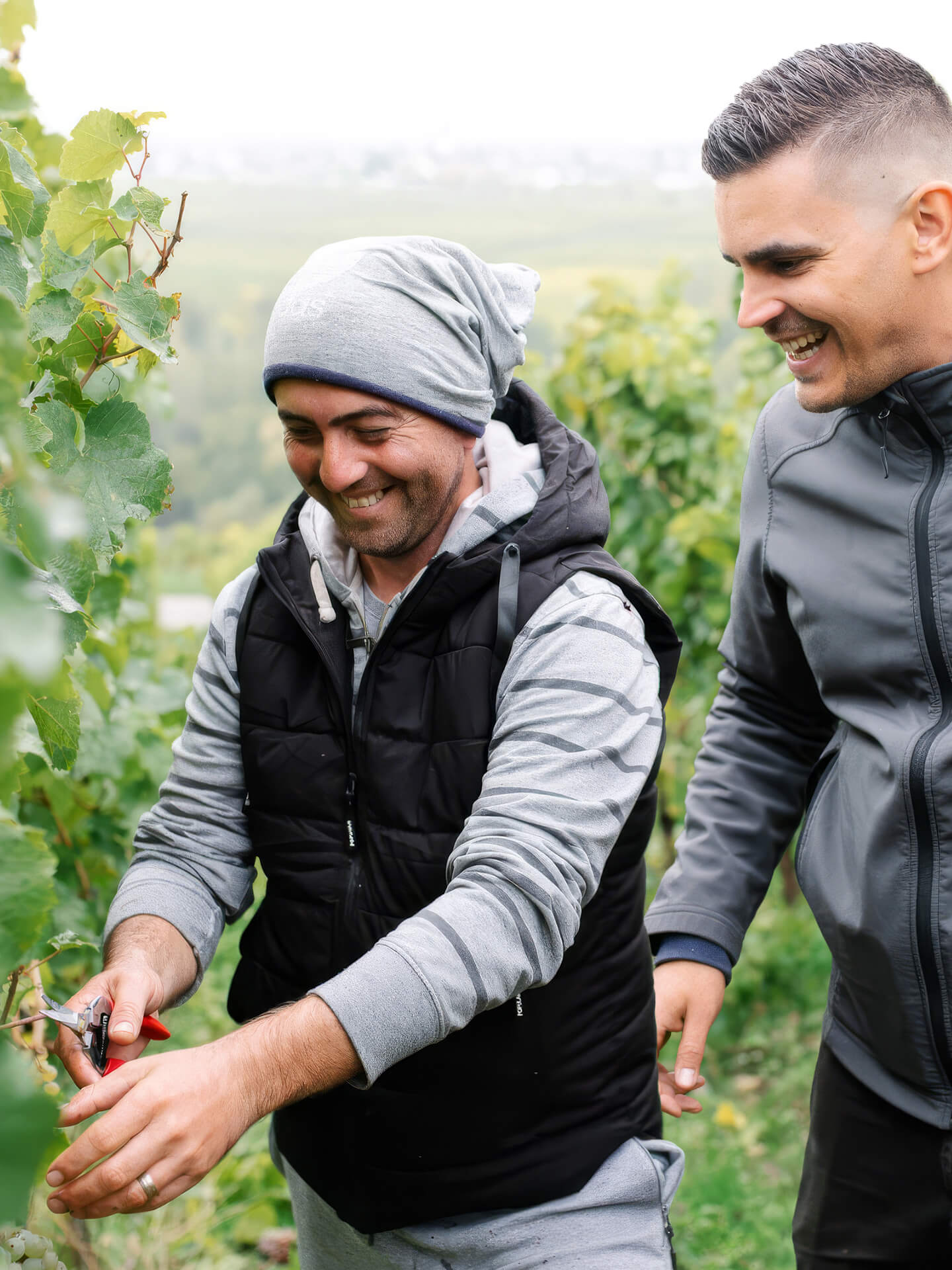 Mandeliere sustainable vineyard with tractor