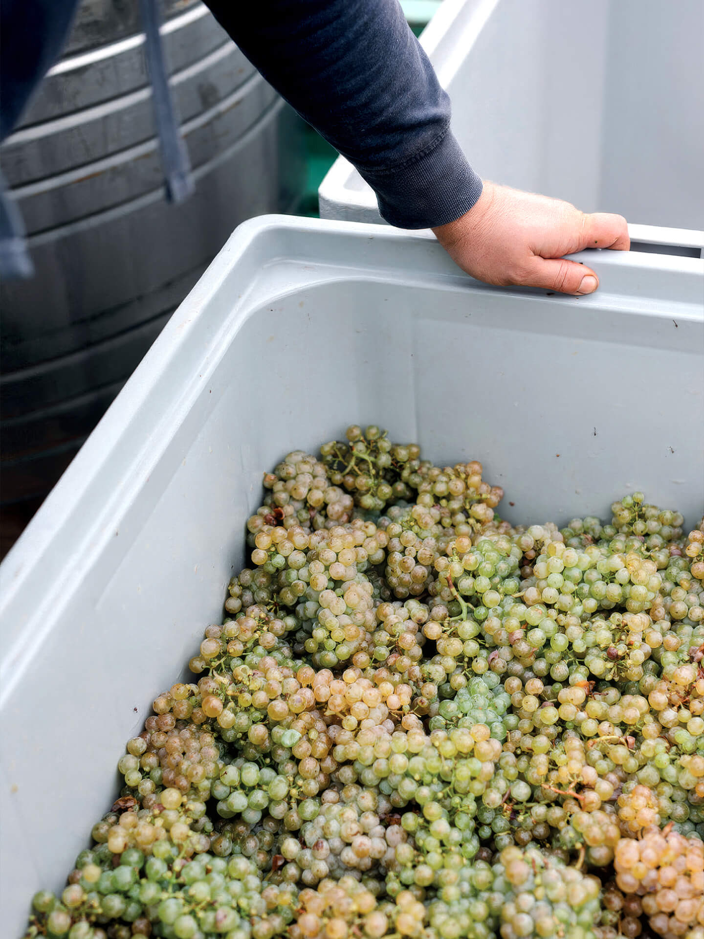 French winemakers imported by Uva Imports 