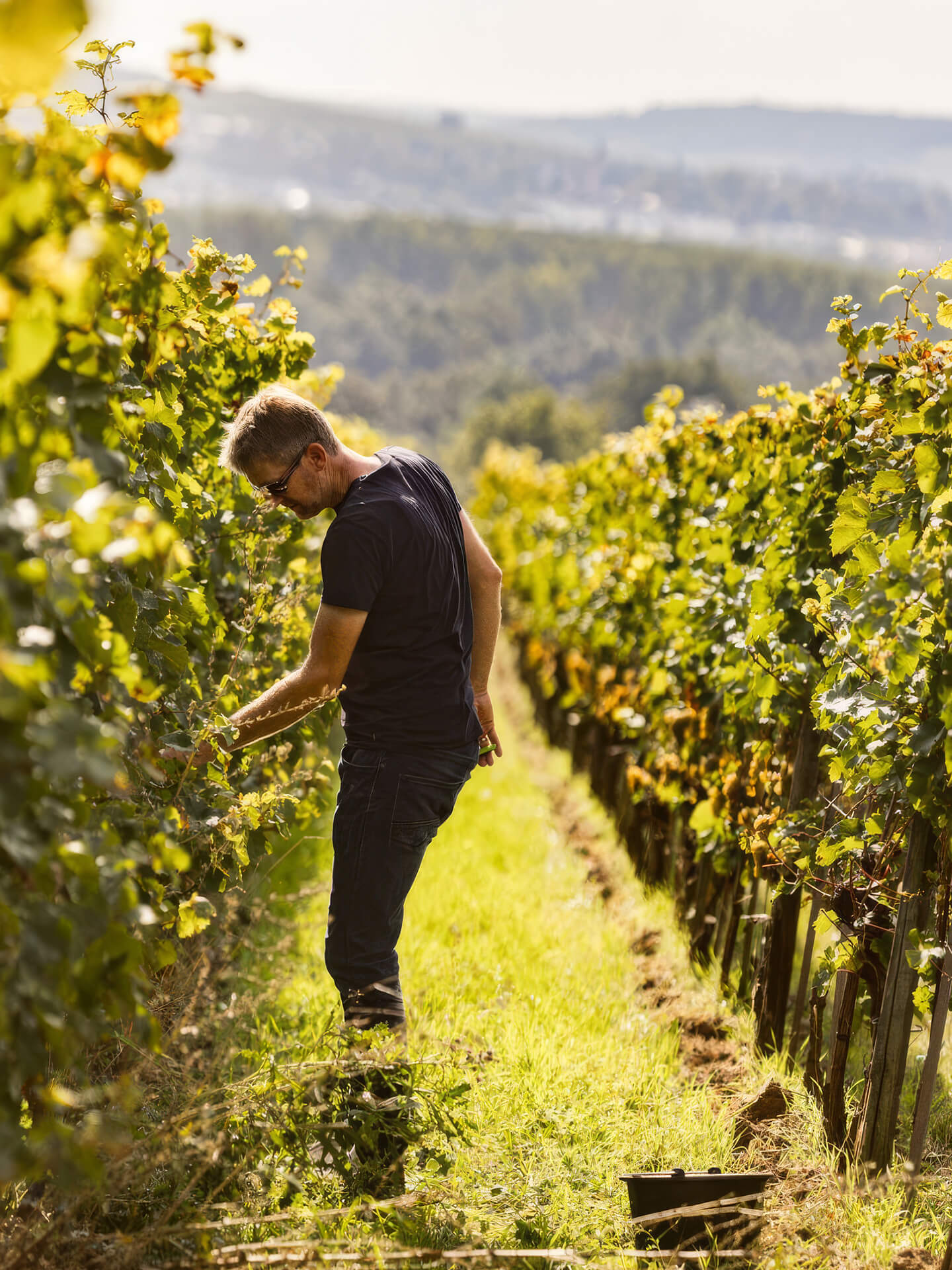 vineyard in France