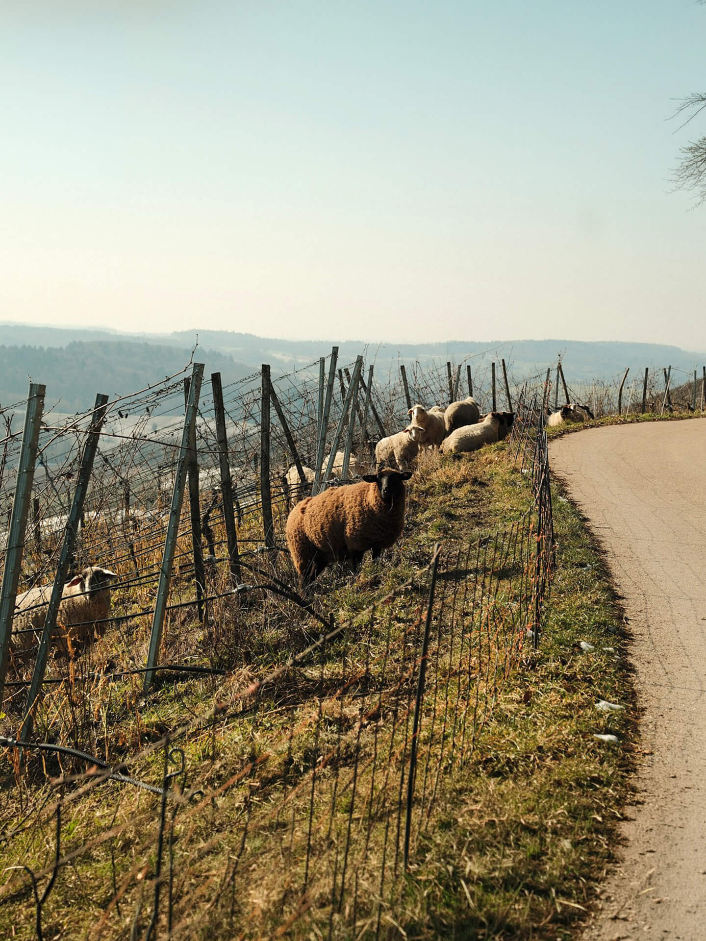 Mandeliere sustainable vineyard with tractor