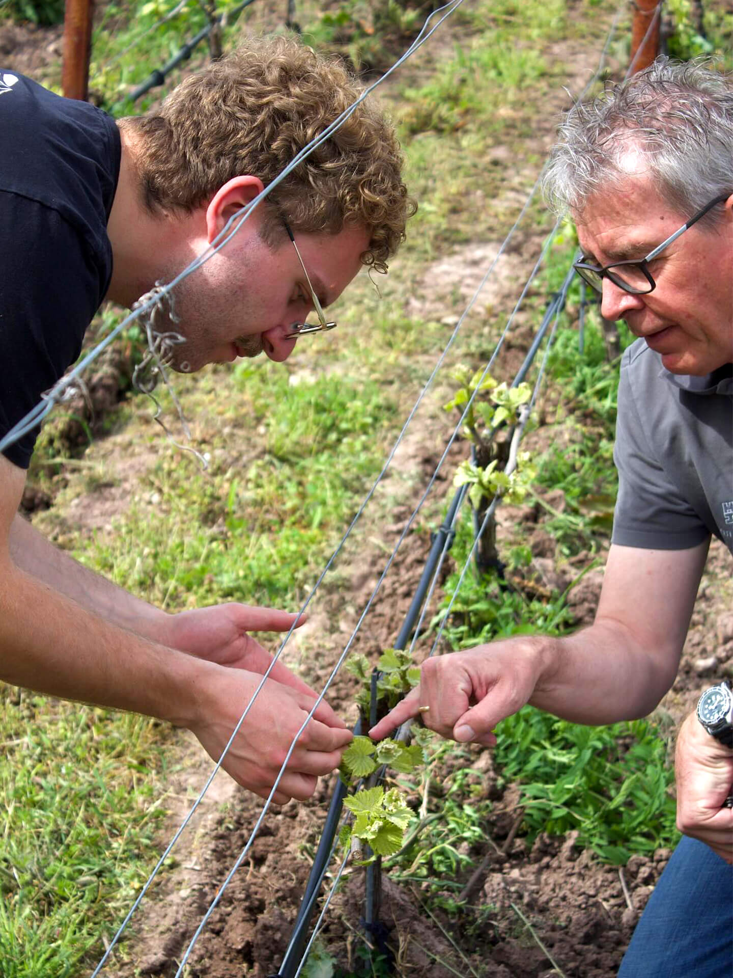 Mandeliere Uva Imports chablis producer