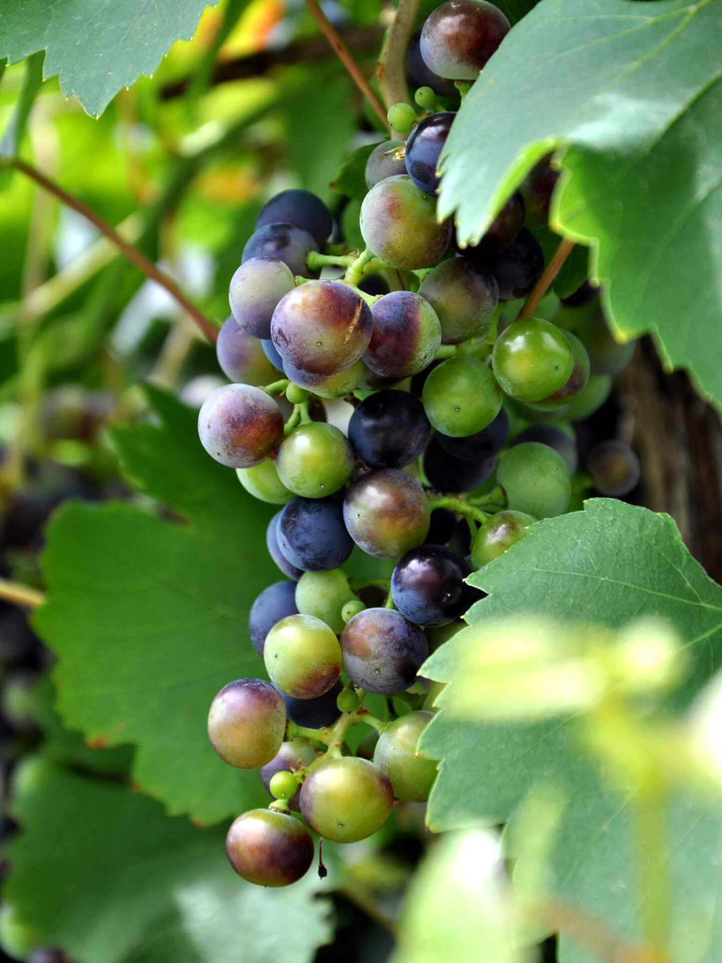 Mandeliere Uva Imports chablis producer