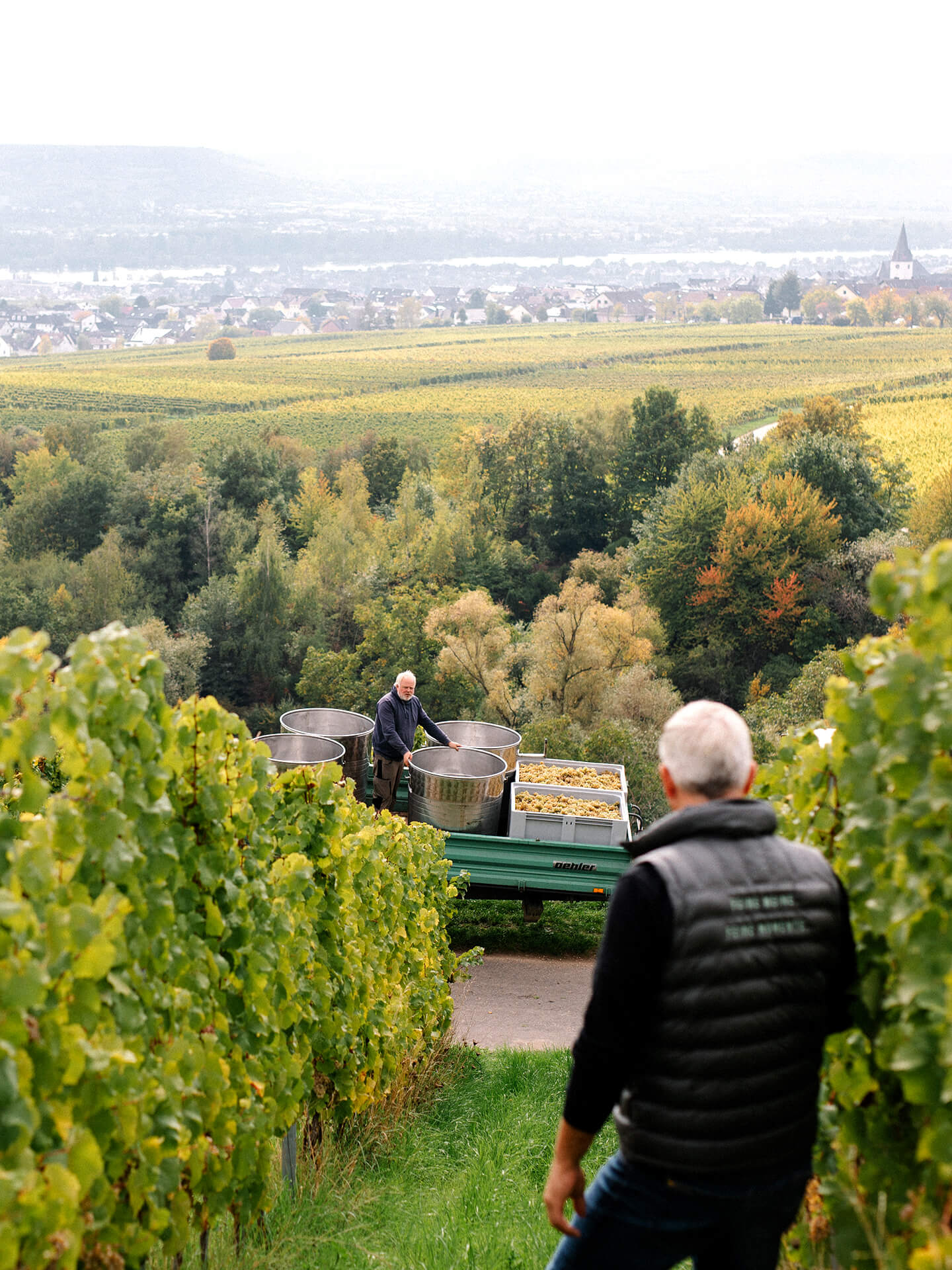 Mandeliere sustainable vineyard with tractor