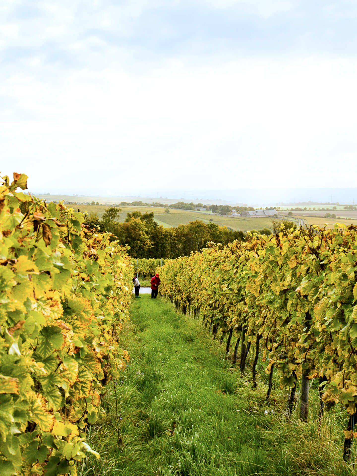 vineyard in France