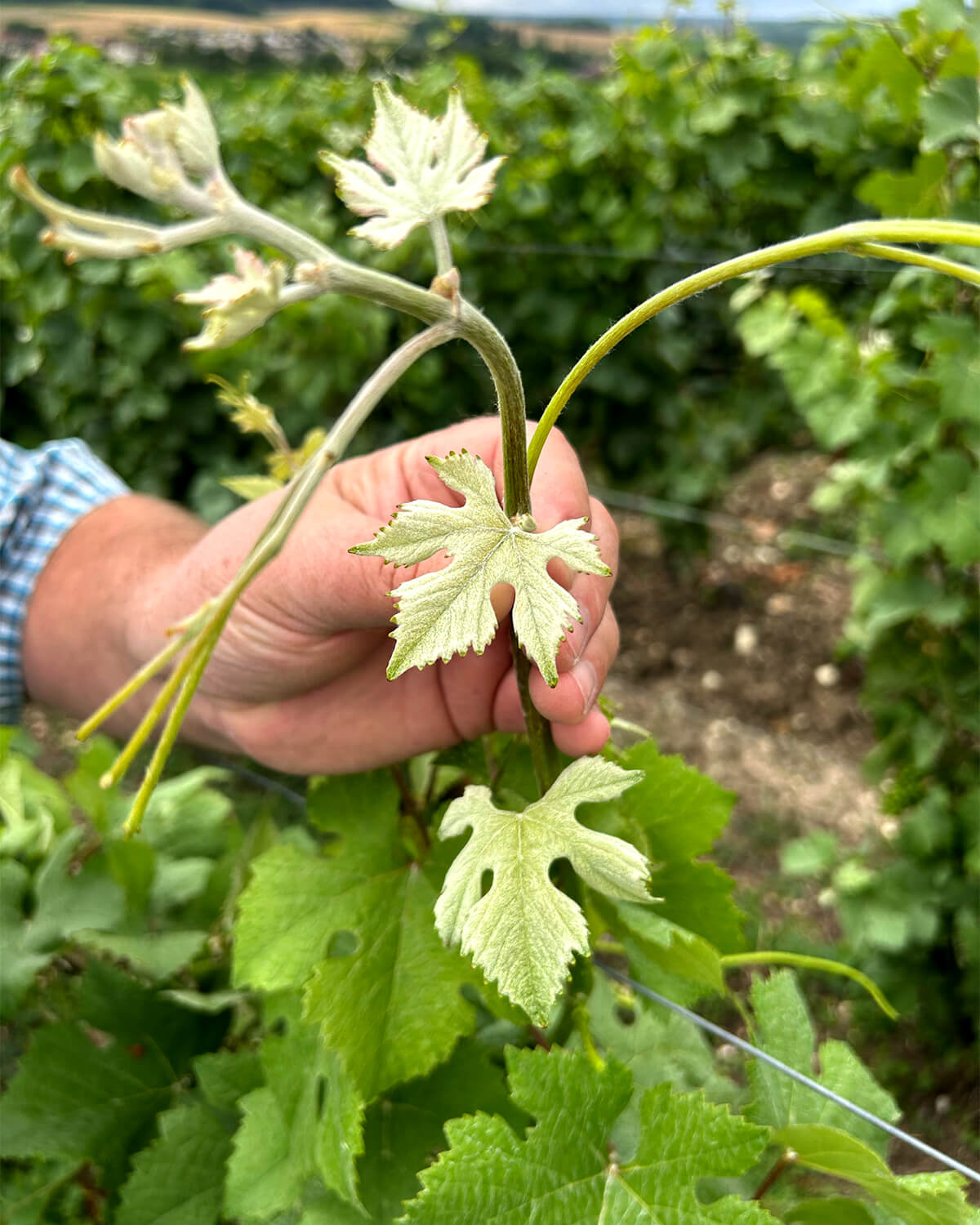 Winemaker producer and importer in vineyard in France