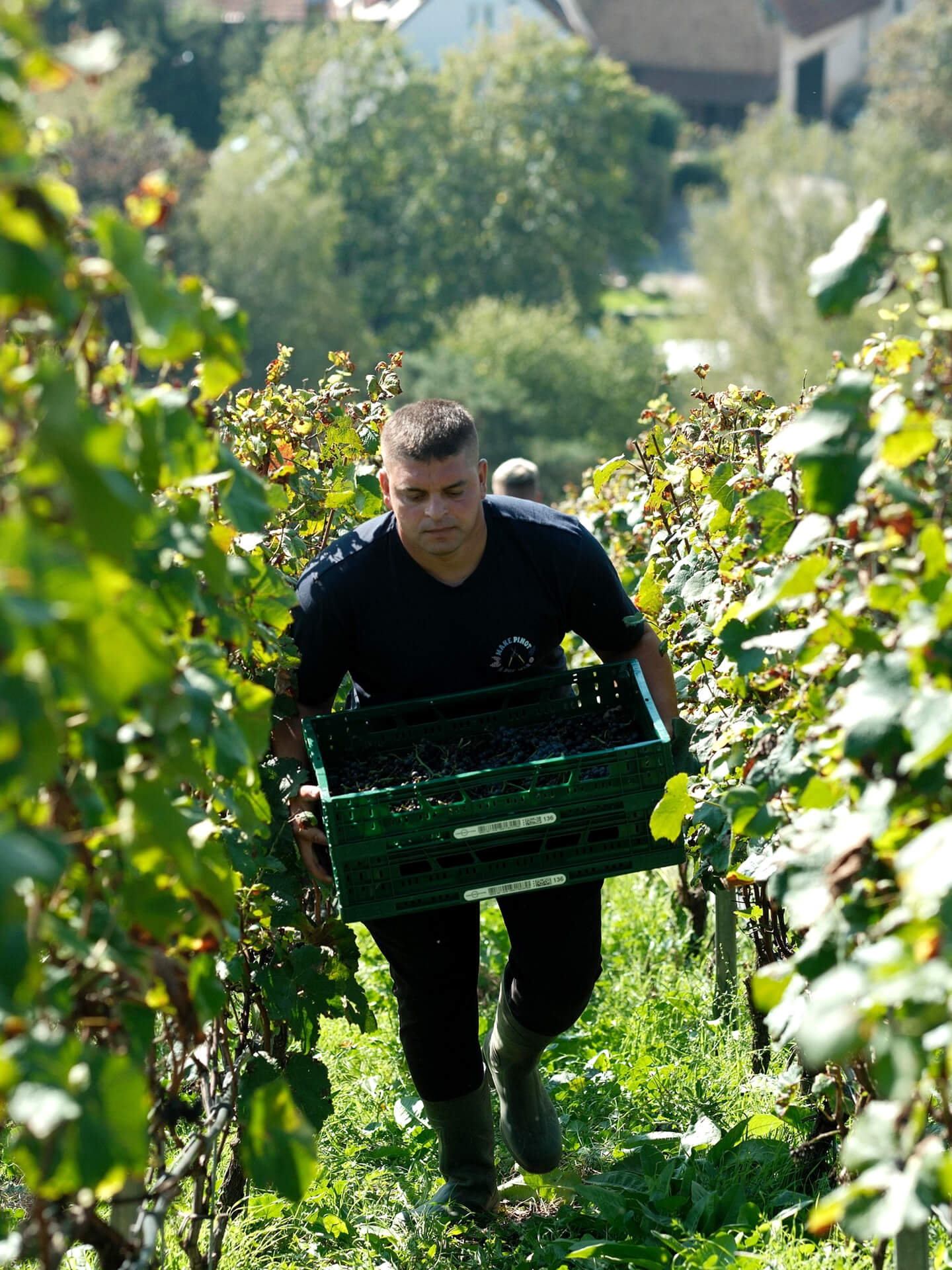vineyard in France
